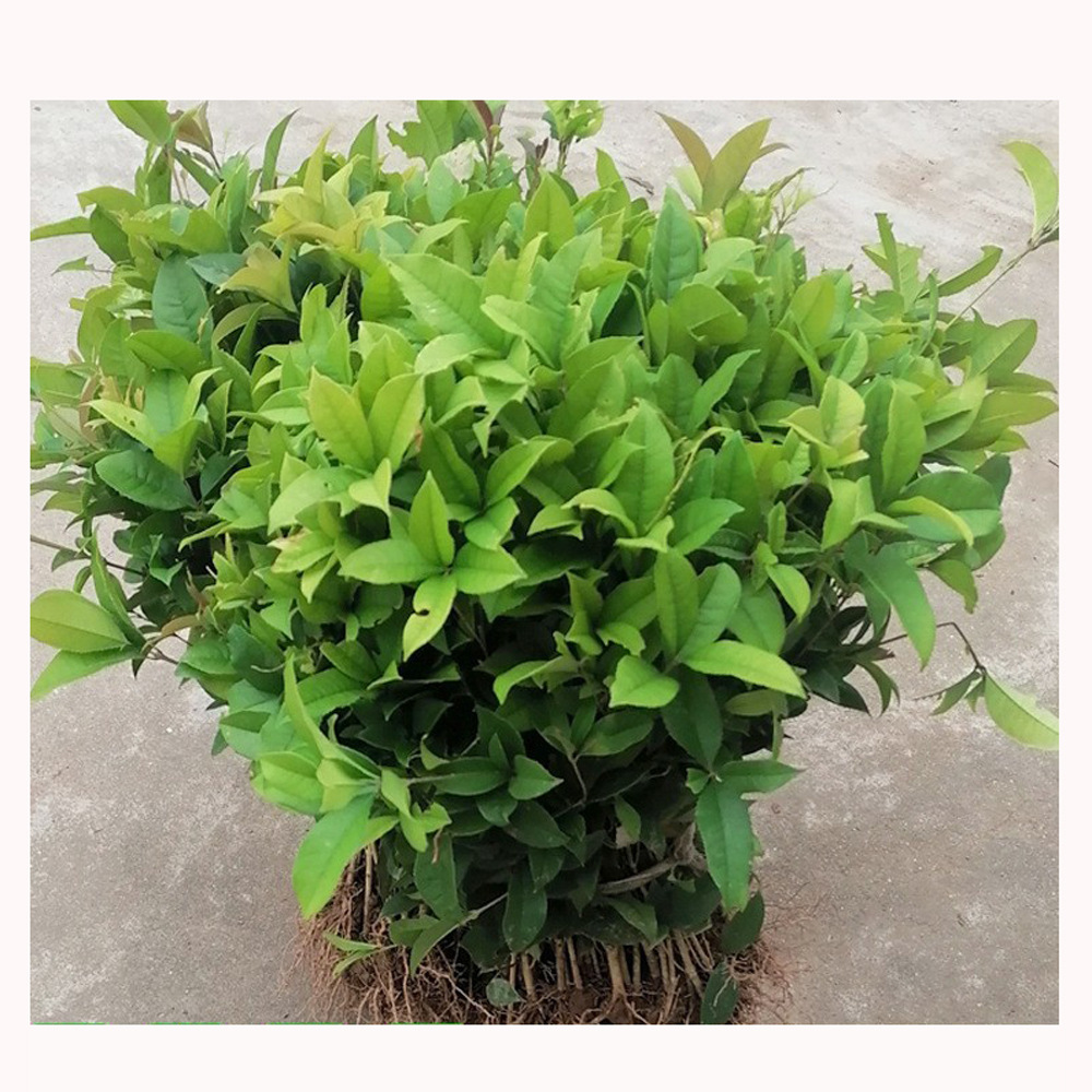 湖楠批发 桂花小苗 一年生 四季桂 月月桂小苗 四季桂苗 桂花