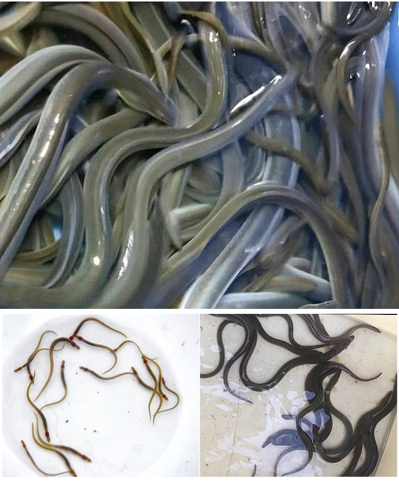 华广水产鳗鲡苗河鳗苗白鳗日本鳗鱼苗花鳗苗活体淡水白鳝批发鱼类-阿里巴巴