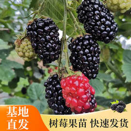 黑树莓大树莓苗覆盆子苗盆栽苗南方北方地栽果树果苗种植无花果