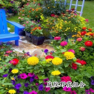 �ļ��׷N������Ұ���M�ϷN�Ӳ�˹�ո�ɣ�����׻�ͥԺ���⻨�N��