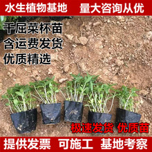 千屈菜杯苗袋苗水生植物湿地景观绿化水生植物千屈菜苗挺水植物