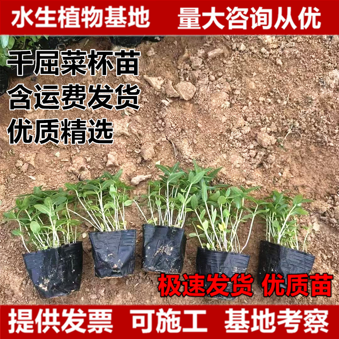 千屈菜杯苗袋苗水生植物湿地景观绿化水生植物千屈菜苗挺水植物