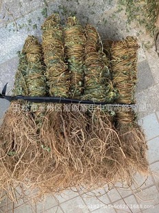 ��ș���u�ǲ����~���и����L��������������ă����I���N��ș��