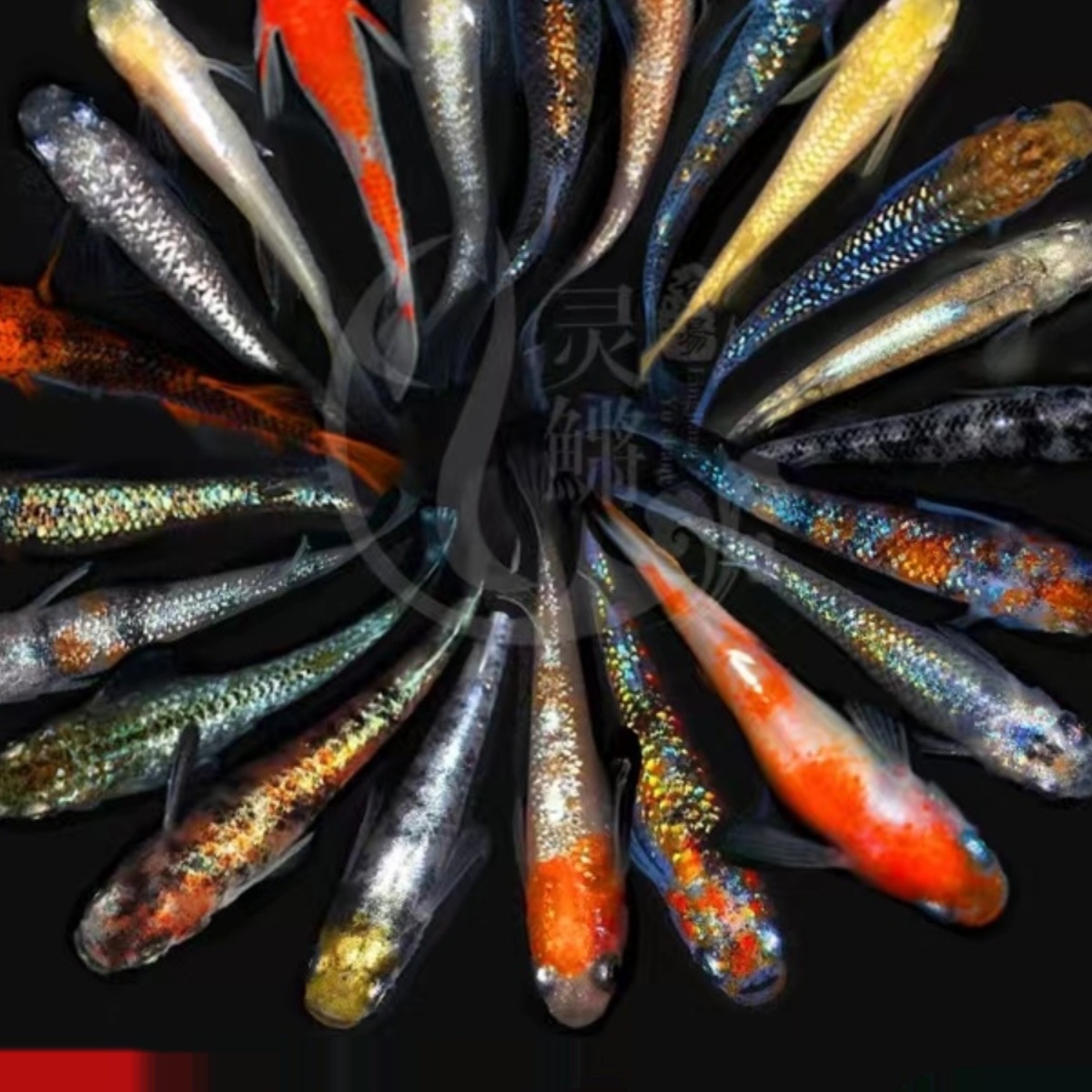 鱼卵可孵化冷水观赏鱼小锦鲤金鱼淡水鱼水族活体宠物包邮