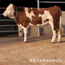 西门塔尔肉牛犊架子牛牛苗供应肉牛犊价格纯种西门塔尔公牛母牛