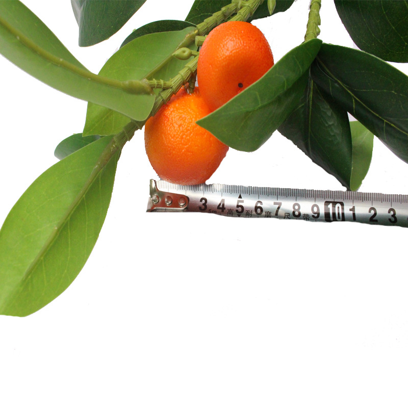 XRB-279 单枝桔子6叉18叶3果4.jpg
