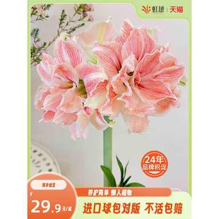 Hongyue Dutch Amaryllis Imported Double-Petaled Bulbs Large South African Ghost Alfred Flower Peacock Rose Flower Elf