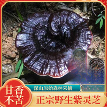 广西纯野生灵芝紫灵芝整朵泡酒煲汤不苦黑灵芝500g