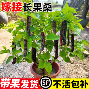 Long Fruit Mulberry Saplings, Taiwan Mulberry Mulberry with Fruit Mulberry Live Saplings, Grafted Potted Indoor Fruit Tree Seedlings, Balcony
