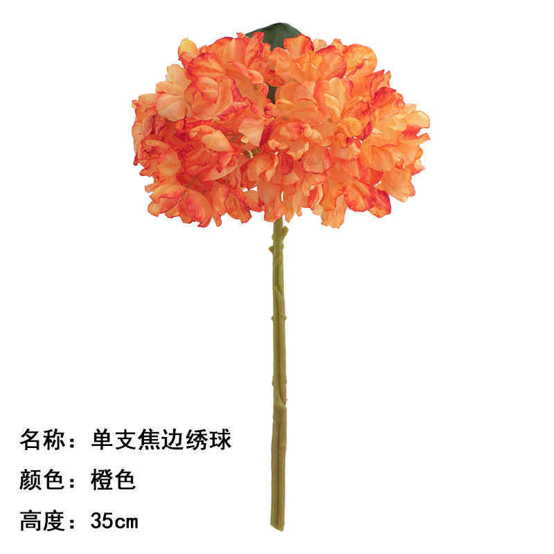 Single Coke Edge Hydrangea Orange