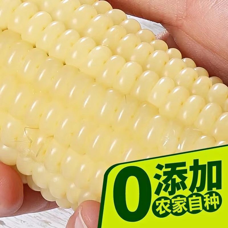 东北白糯玉米甜糯粘玉米棒真空包装黏玉米新鲜粗粮代餐非即食玉米|undefined