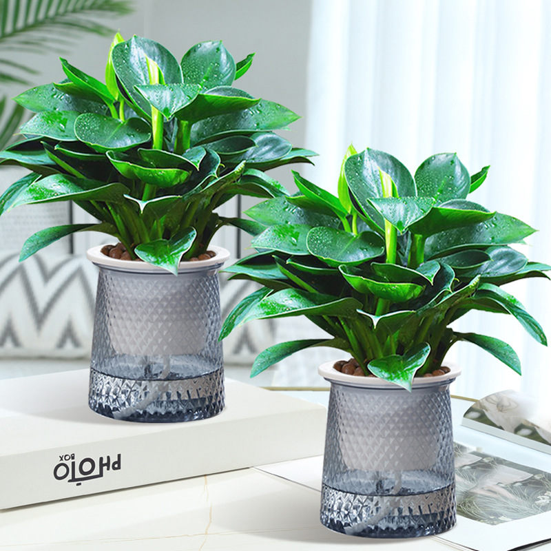 [특가 화분 2개] 골든 다이아몬드 높이 25cm [별이 빛나는 화분] + 영양액