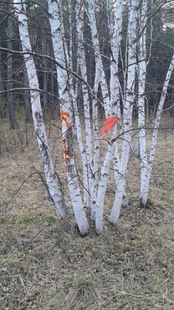 �ט���煲������