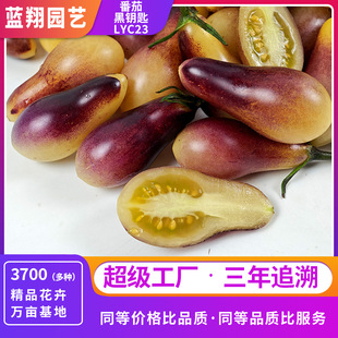 �ļ����N��耳����η��ѷN���ѿ��ԏ��ڸ��S�������ز˷N��