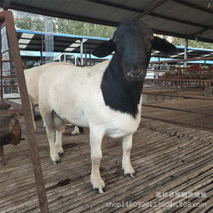 50ֻ���һ������ �Ų��d��N���� ���ް׶�̥���� �ɻ���