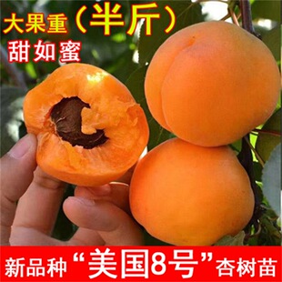 ����8̖�Ә����ش�����������������Ϸ������Nֲ���Ե��Թ�����