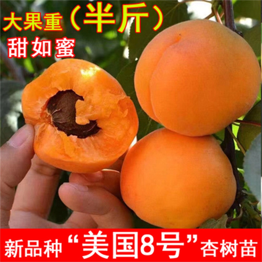 美国8号杏树苗特大早熟帝王甜杏子苗南方北方种植盆栽地栽果树苗