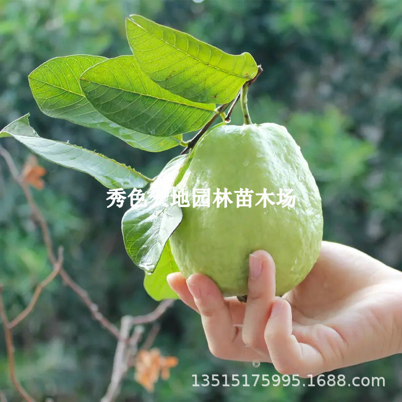 珍珠番石榴苗台湾四季白肉红心芭乐少籽红宝石嫁接果树苗当年结果