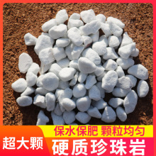 硬质珍珠岩颗粒大粉末少园艺养兰花月季石斛多肉营养拌土铺面
