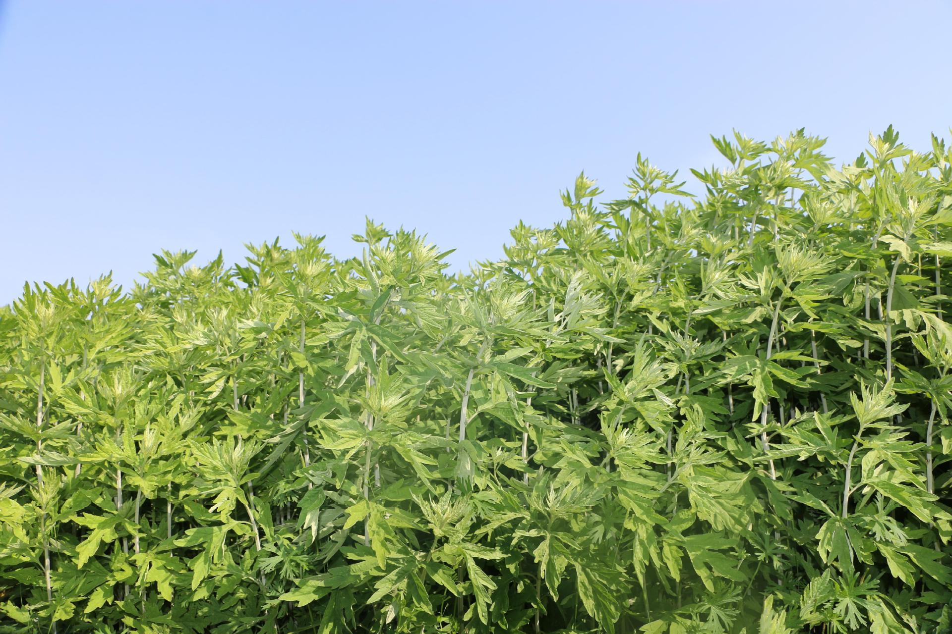 Moxa Sticks Ai Zhu 艾柱 Three Year Aged Mugwort Moxibustion Rolls for Home Warming Therapy quality and texture