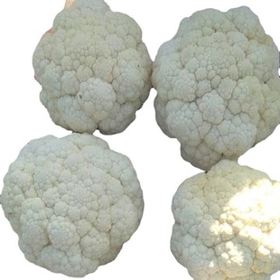 �S���L���ṩ�ك��˻�Frozen Broccoli&nbsp; �gӭ�xُ