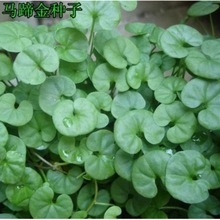 一件代发新采马蹄金草种马蹄筋别名金钱草铜草坪种子草籽
