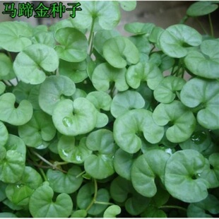 һ�����l�²��R���ݷN�R���e�����X���~��ƺ�N�Ӳ���