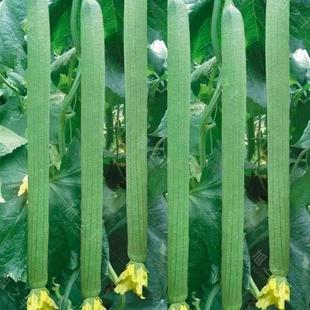 High-Yielding Luffa Seeds, Sowing Potted Vegetable Seeds in All Seasons in Spring, New Seeds This Year, Giant Extra-Long Luffa Seeds
