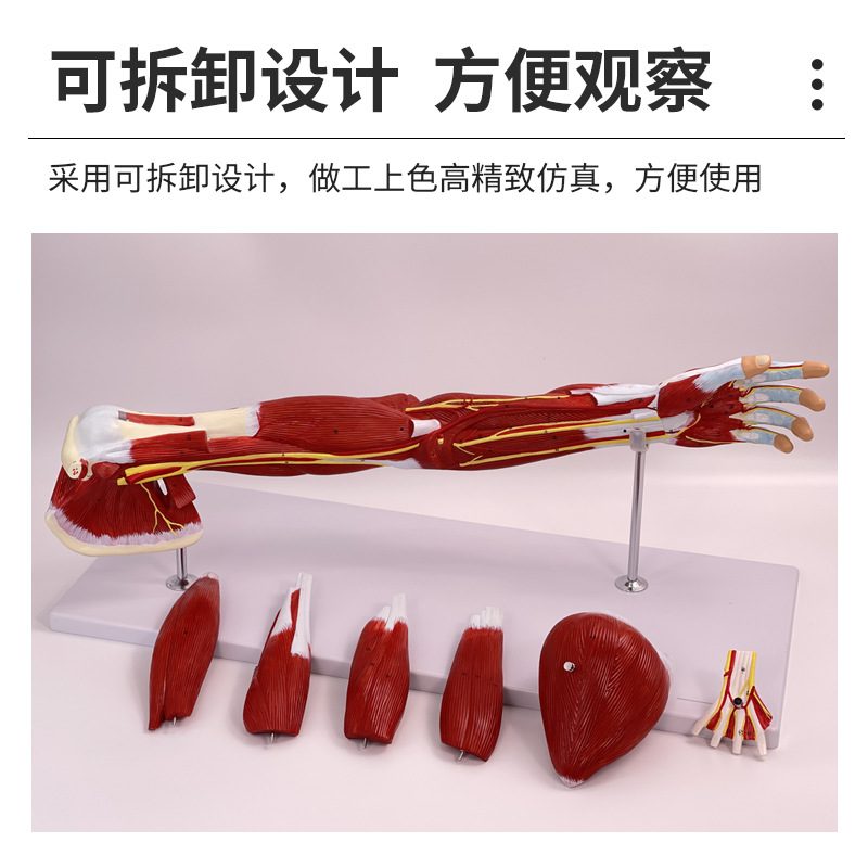 ҽѧ������֫����Ѫ����ģ�� �Ȳ��˶�ϵͳ ��Ȼ����֫�������