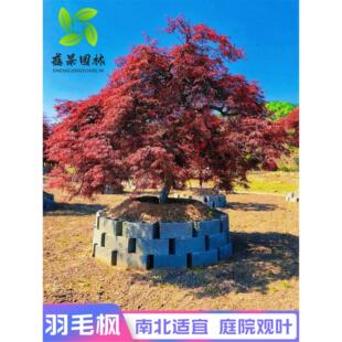 ԭ����ë�������ձ���֦�t��ë�����Լt���e���G���ͺ����~�L����