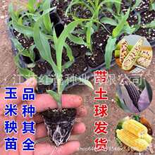 �S������ˮ����������Ŵ������Ѩ�P��ͥԺ�̨���B�G�����^�Gֲ��