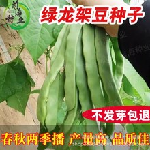 绿龙架豆王种子扁芸豆无筋四季油豆角架扁豆原装大全高产