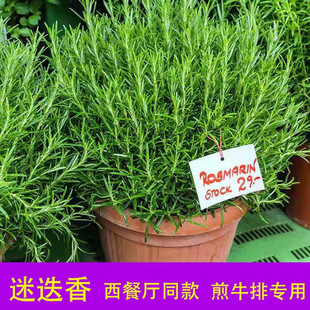 Large Potted Rosemary Plant, Five-Year-Old Stump Rosemary for Cakes, Fried Steak, Mosquito Repellent, Edible Fresh Green Plant