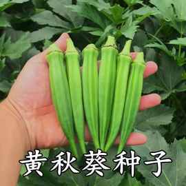 黄秋葵种子红秋葵籽绿秋葵种籽南北方阳台盆栽蔬菜种子新品种