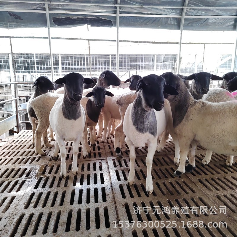 2847A95980ADE30C339E5C5E0D9E64