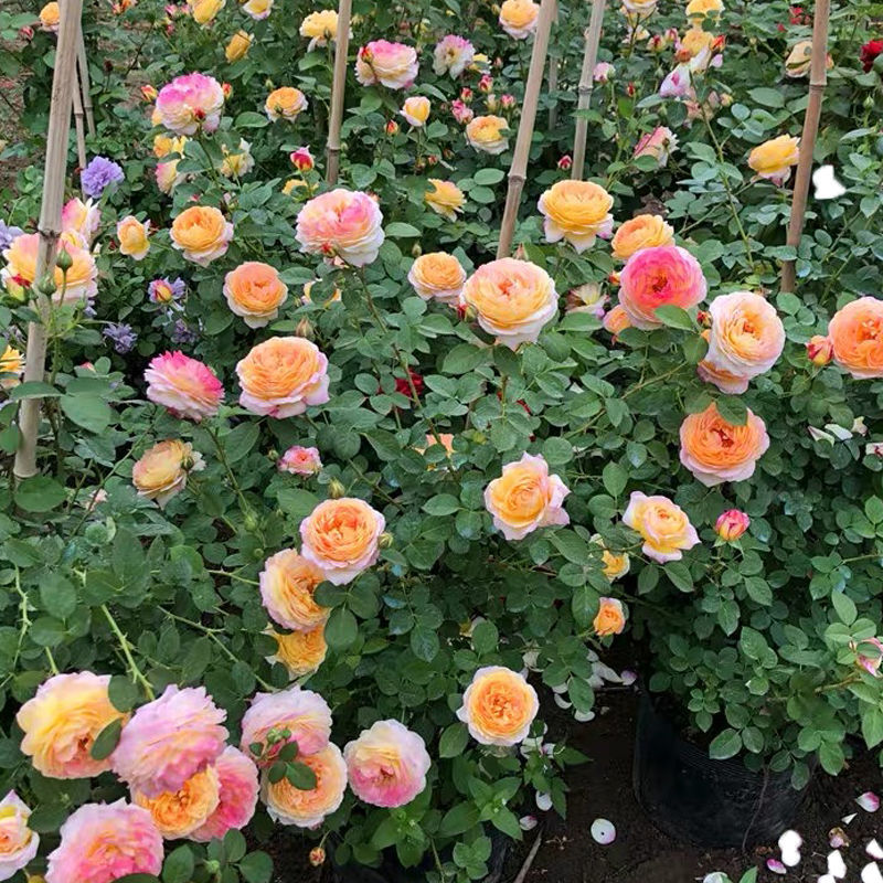 제이슨(모종 1개에 뿌리가루가 들어있습니다)