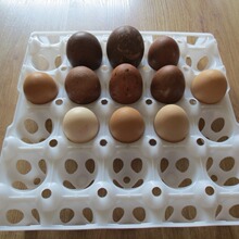 金凤凰塑料20枚小鸭蛋托鹅蛋托可放130克的蛋28.5*28.5/165克