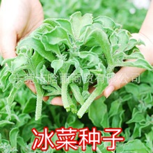 ˮ�����˷N�Ӷ��ļ��͟��ͺ���ֲ��N���ļ����N���߷N���̨�Nֲ