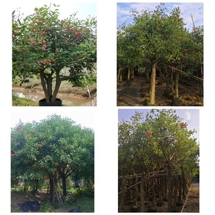 ��ɽ�u�ڴ�ͩ�����t�Nֲ���� �@�־G����� �u�ڴ�ͩ����a�؆�ľ