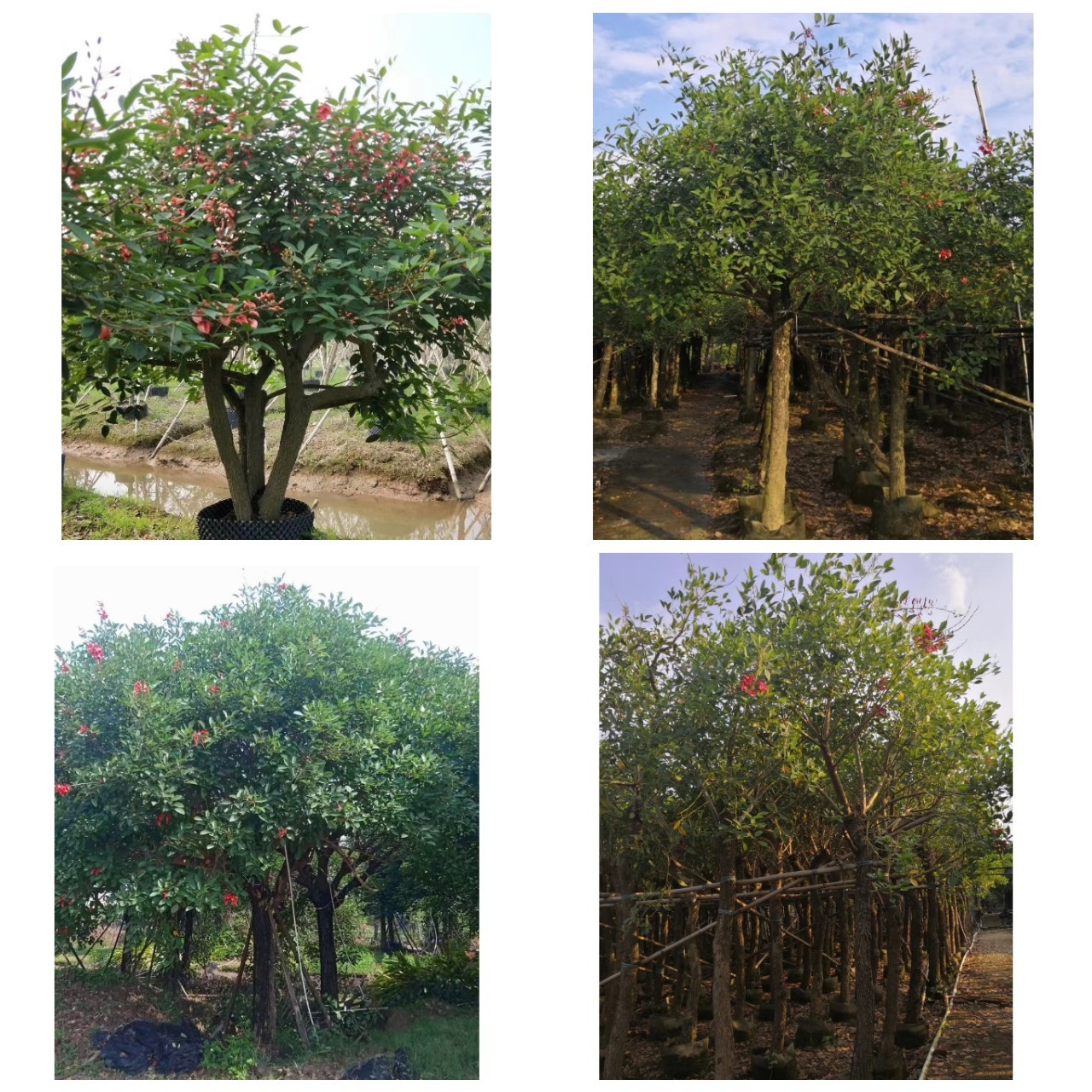 中山鸡冠刺桐象牙红种植基地 园林绿化大树 鸡冠刺桐盆苗产地乔木