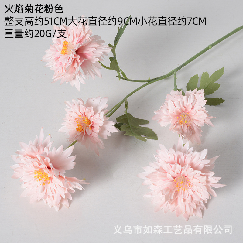 Crisantemo llama rosa