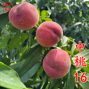 ������16��5����Ѯ��������ȫ�t������Ʒ�޽���