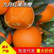 九月红果冻橙秭归早红脐橙现摘应季多汁整箱时令新鲜橙子批发水果