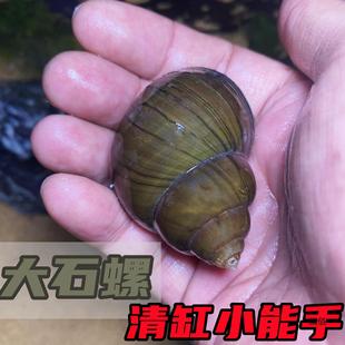 淡水石螺活体田螺鱼缸清洁水蜗牛淡水冷水原生水族宠物除藻观赏螺-阿里巴巴