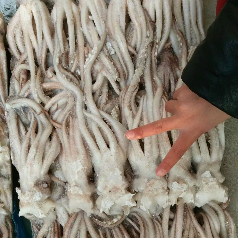 Свежие щупальца кальмара, головы кальмара, когти кальмара, быстрозамороженный кальмар для горячего горшка, телпаньяки, ингредиенты для барбекю, свежие морепродукты, водные продукты.