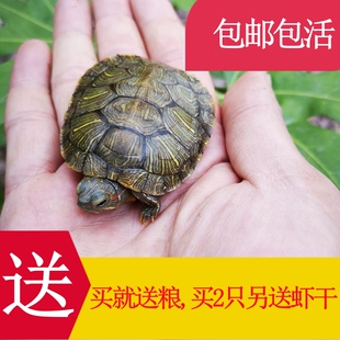 乌龟活物大巴西龟活体宠物龟长寿观赏龟绿色小彩龟水龟活物红耳龟-阿里巴巴