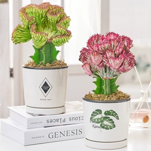 �����뻨��ɫ����������ֲ���҃����ԾG����