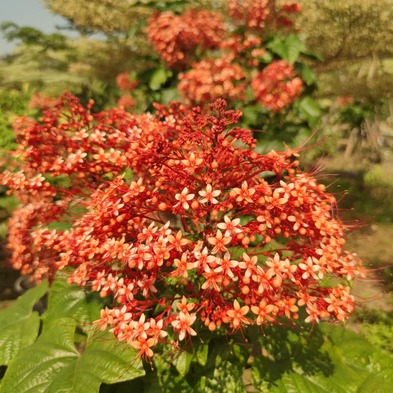 2310 цветник оптовая поставка пагоды Tongtong 1,5-2 метра в горшке конус большой синий красный желтый цветок