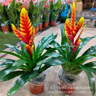 �P�����\���^�t�ǿ���ƽ�^�t����˹�S���P�����ȰŰ����҃�����