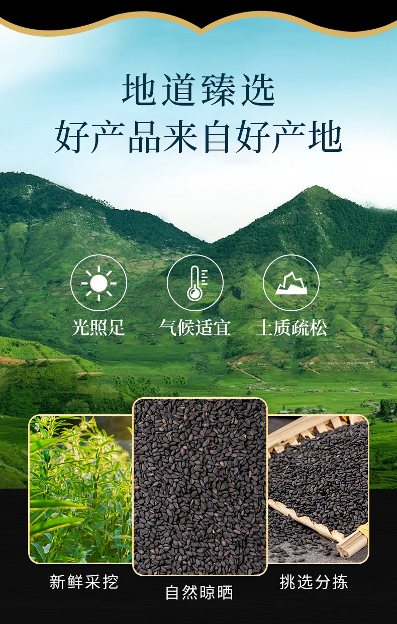 Hei Zhi Ma (Sesamum indicum) — Roasted Black Sesame Seeds, Food Herb for Congee & Baking overview